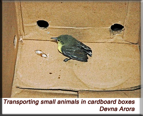 Devna Arora - Cardboard boxes for transporting small animals